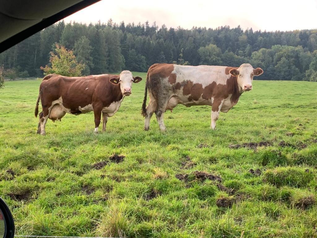 Ferienwohnung Waldkoehlerei Michelbach Exteriör bild